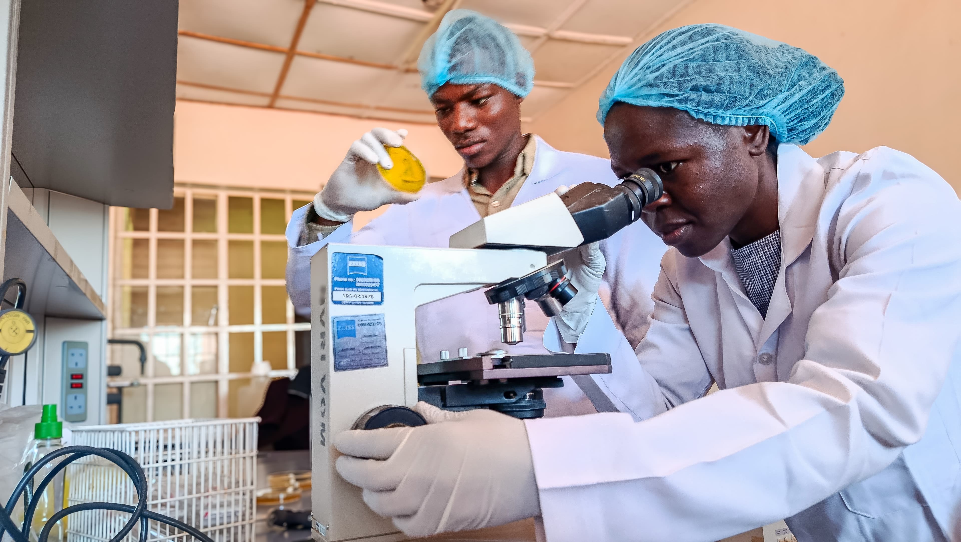 Biospark scientists examining a culture sample and using a microscope in the lab